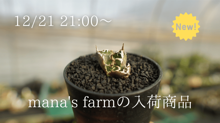 子株アガベの中でも特にポテンシャルの高い株を厳選してアップします