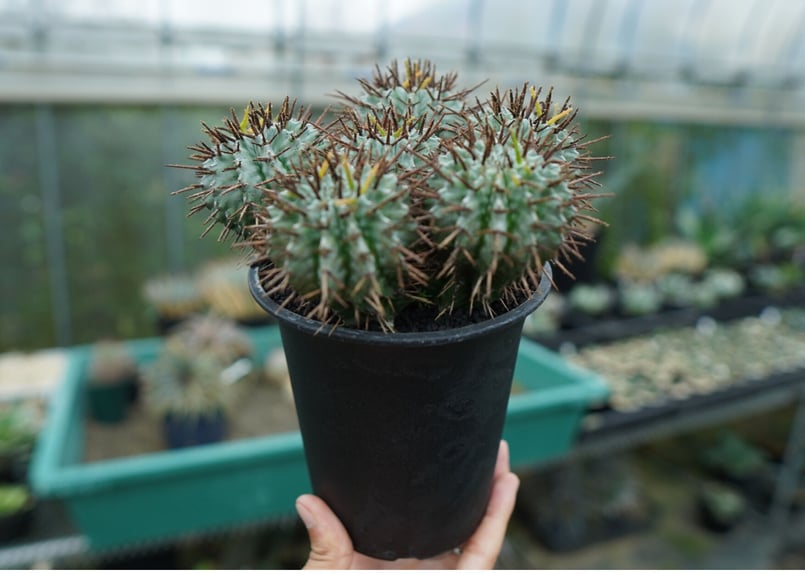 ユーフォルビア ホリダ Euphorbia horrida No.1 | mana's fa