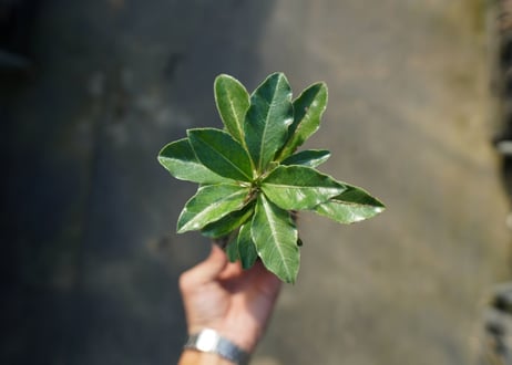 パキポディウム　サンデルシー　Pachypodeium saundersii