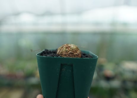 亀甲竜　Dioscorea elephantipes　No.4