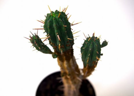 ユーフォルビア 紅キリン　Euphorbia aggregata