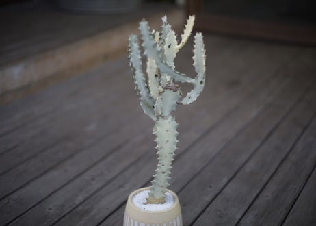 ユーフォルビア ホワイトゴースト Euphorbia lactea White Ghost