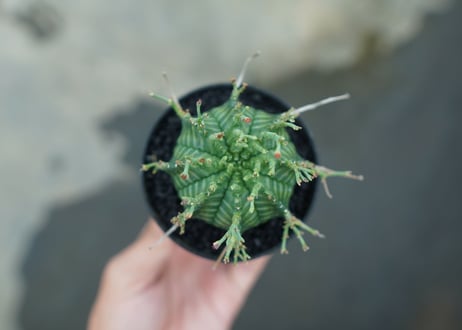 ユーフォルビア　バリダ　Euphorbia valida　No.3