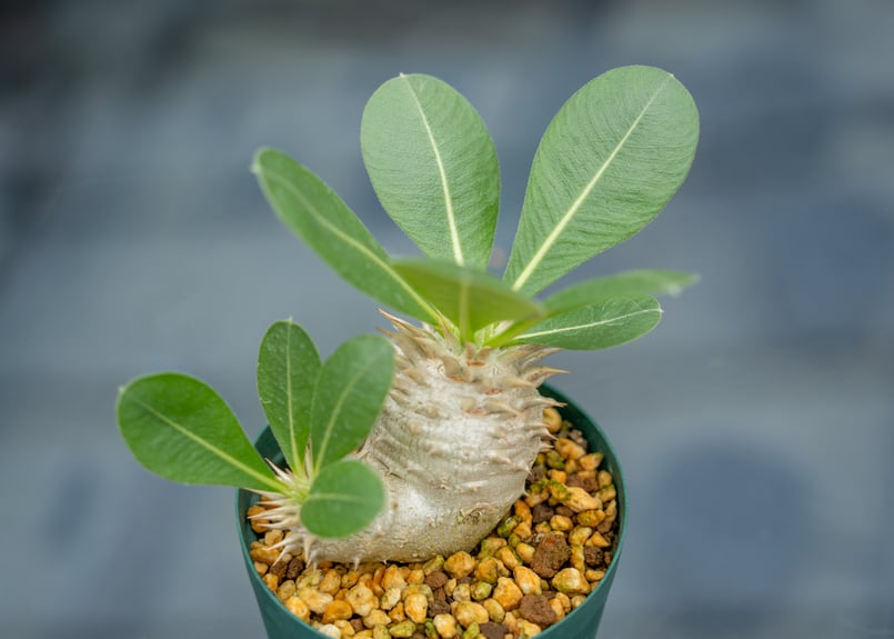 パキポディウム レウコキサンツム | mana's farm:塊根植物