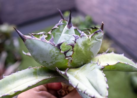 Agave B&B C NO.2