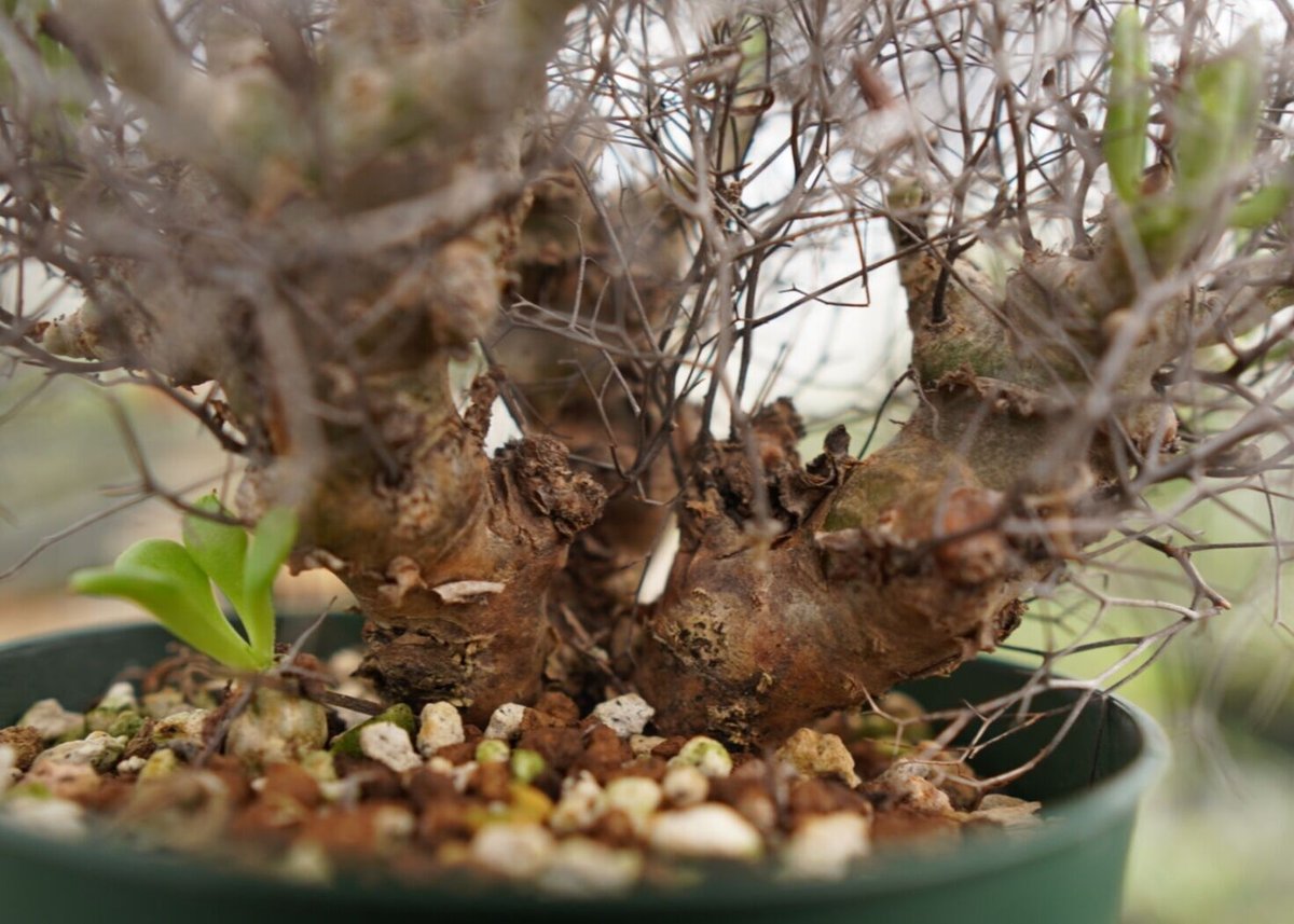 SALE！ 大株 希少 チレコドン ラブラノス 冬型植物 万物想亜種 SALE！ 大株 希少 チレコドン ラブラノス 冬型植物 万物想亜種 - メルカリ