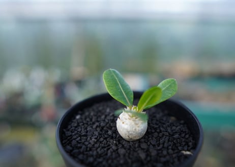パキポディウム　恵比寿笑い　Pachypodium brevicaule　No.3