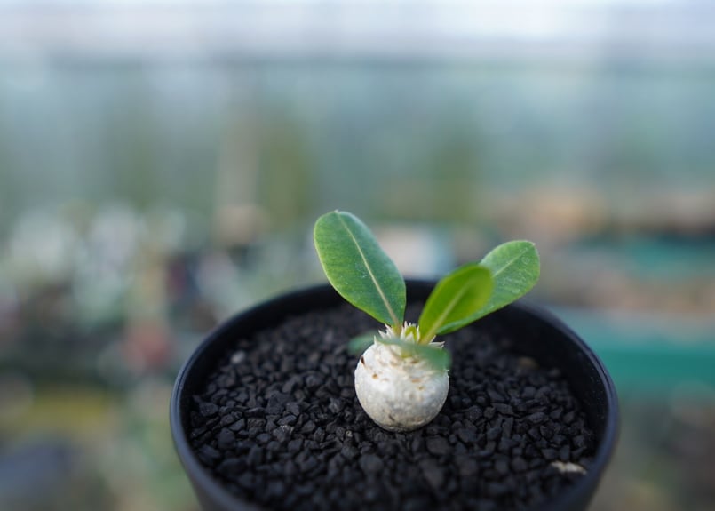 パキポディウム 恵比寿笑い Pachypodium brevicaule No.3 | man