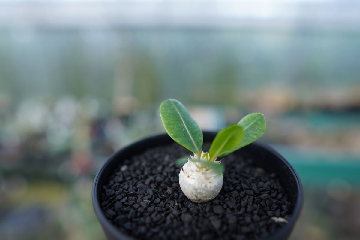 パキポディウム 恵比寿笑い Pachypodium brevicaule No.3 | man