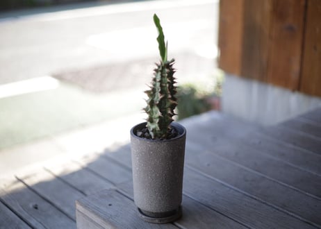 噴火竜　Euphorbia viguieri