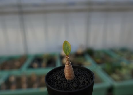 アデニウム　Adenium  No.1