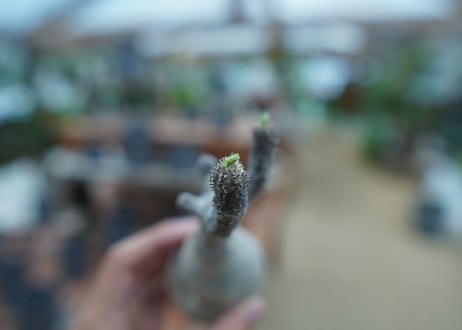 【抜き苗】パキポディウム　グラキリス　 Pachypodium Gracilius  No.8