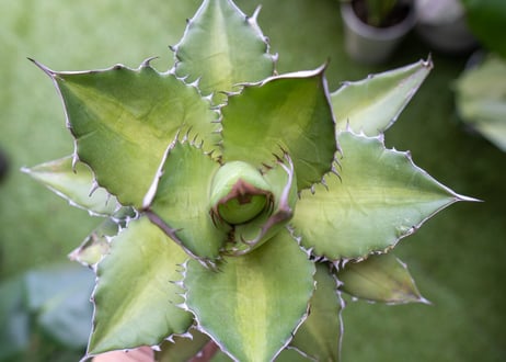 Agave kercovei x titanota NO.3