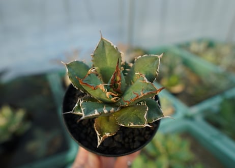 アガベ　チタノタ　FO-76　agave titanota  FO-76