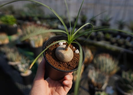 ボーカルネア　グラキリス　Beaucarnea gracilis