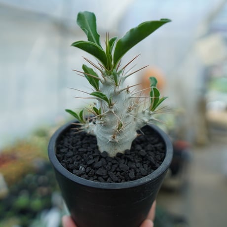 サンデルシー | STORES