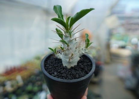 パキポディウム　サンデルシー　Pachypodeium saundersii  No.7