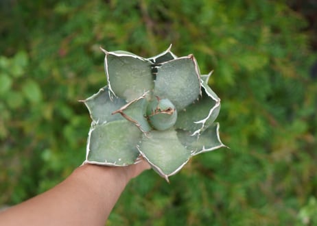 Agave titanota 白鯨 E NO.2