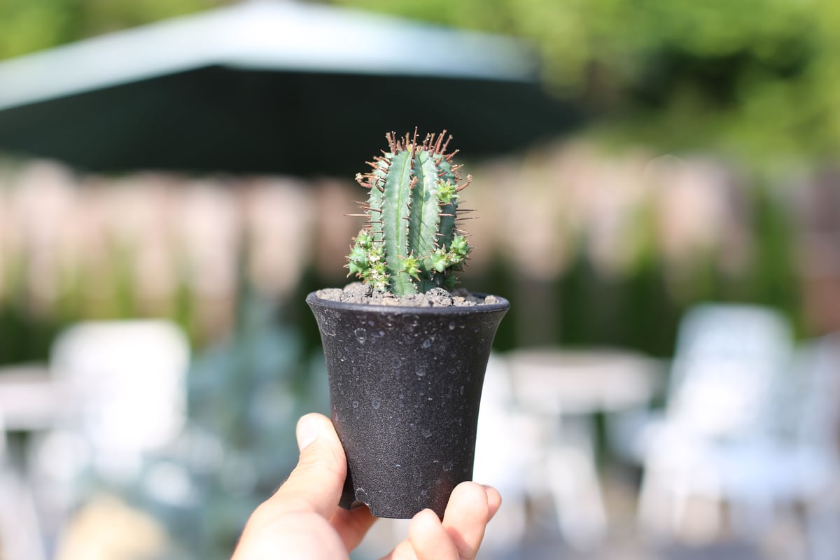 ユーフォルビア ポリゴナ | mana's farm:塊根植物・アガベ・ドライ