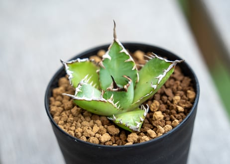 アガベ　チタノタ　FO-76