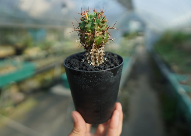 ユーフォルビア 群星冠 2（♂株） ユーフォルビア 群星冠 Euphorbia stellispina No.2 | mana'