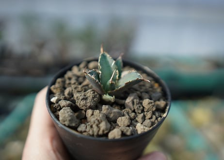 カキコアガベ　チタノタ　FO-76　agave titanota  FO-76　子株　A13