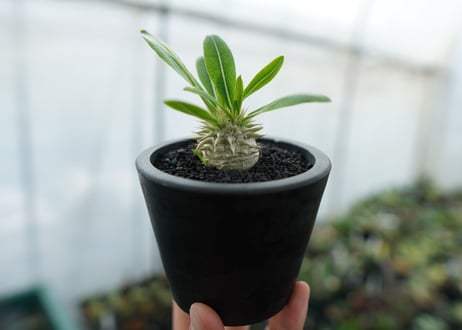 パキポディウム　恵比寿大黒　Pachypodium Densicaule　No.7