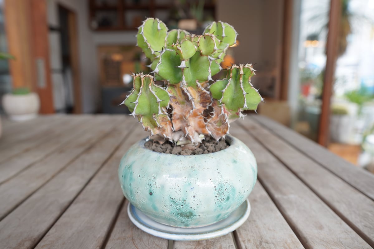 ユーフォルビア　クーペリー ユーフォルビア クーペリー | mana's farm:塊根植物・アガベ・ドライ