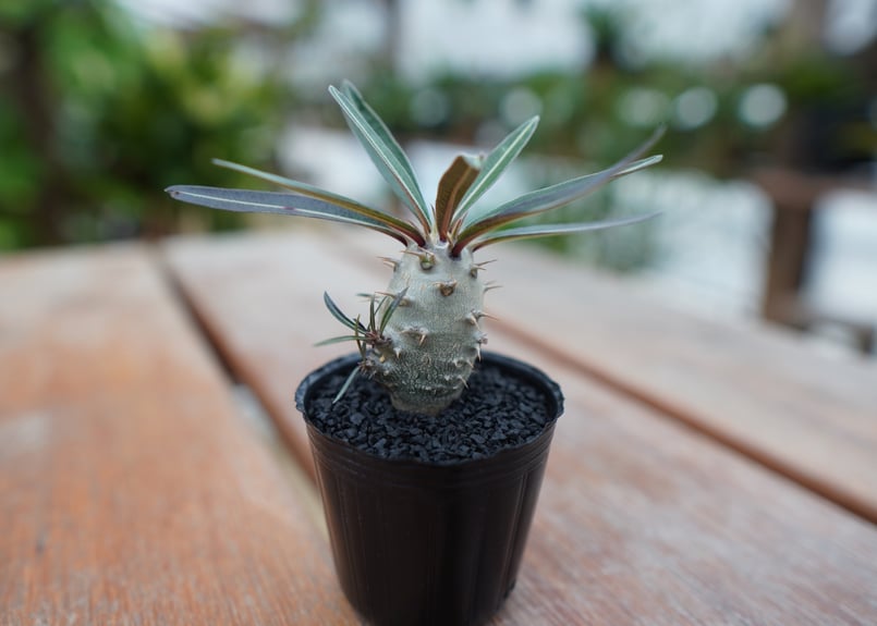 パキポディウム グラキリス 沖縄実生株 | mana's farm:塊根植物