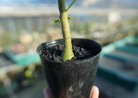 アデニア　グラウカ　Adenia glauca  No.2