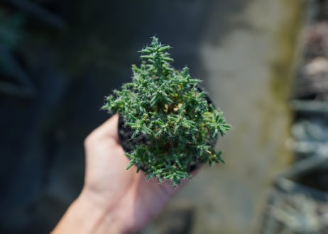 トリコディアデマ ステラツム　Trichodiadema stellatum  No.1