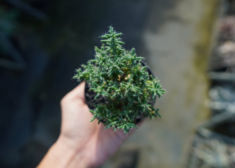 トリコディアデマ ステラツム Trichodiadema stellatum No.1 |