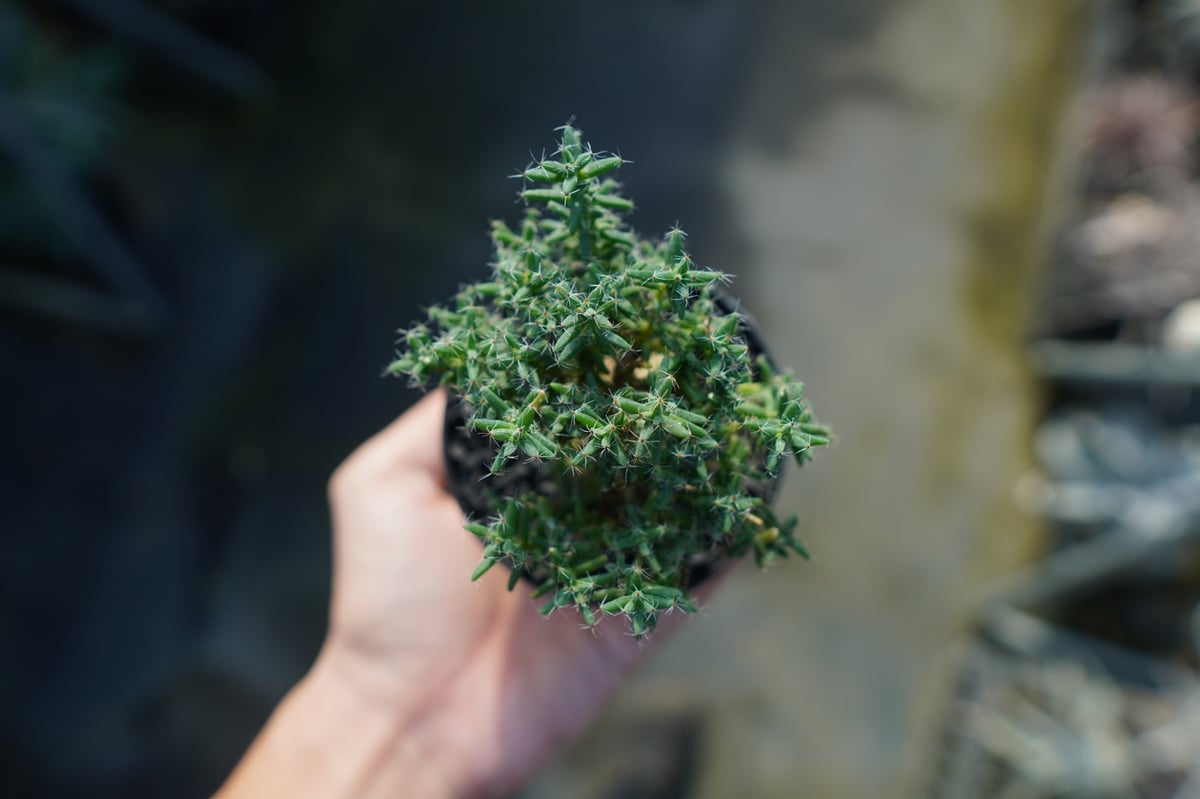 超希少　Driade ドリアデ　kiss me goodbye イタリア製 １脚 超希少Driade ドリアデkiss me goodbye イタリア製 1脚