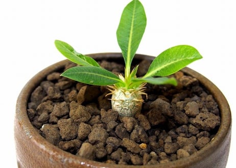 パキポディウム エブレネウム　Pachypodium eburneum