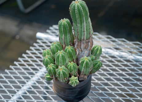 valiem L＆ユーフォルビアリグノーサ valiem L＆ユーフォルビアリグノーサ 【公式通販】