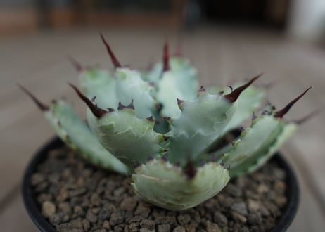 アガベ　マクロアカンサ×ポタトラム　 Agave macroacantha×potatorum