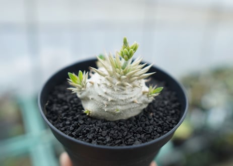パキポディウム　恵比寿大黒　Pachypodium Densicaule　No.2