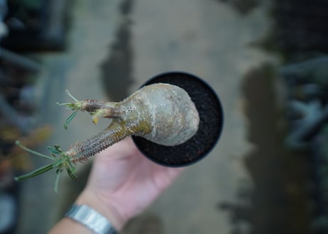 パキポディウム　グラキリス　 Pachypodium Gracilius  No.1