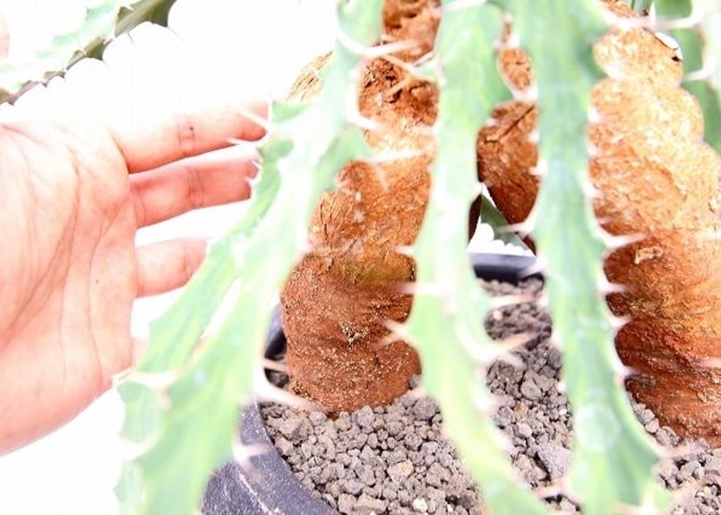 ユーフォルビア ブルアナ | mana's farm:塊根植物・アガベ・ドライ