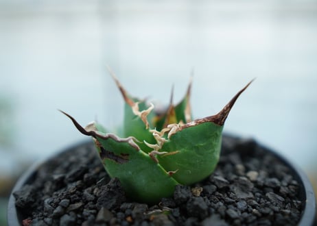 アガベ　チタノタ　白鯨　Agave titanota White whale