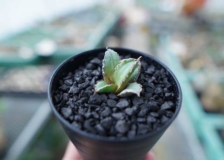 アガベ　チタノタ　FO-76　Agave titanota  FO-76　No.29