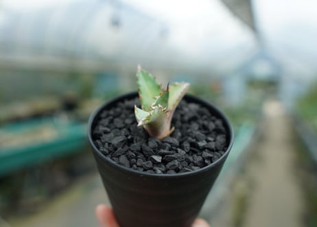 アガベ　チタノタ　萬代厳竜　Agave lophantha×titanota　No.1