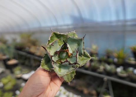 agave titanota ブラック＆ブルー　No.2