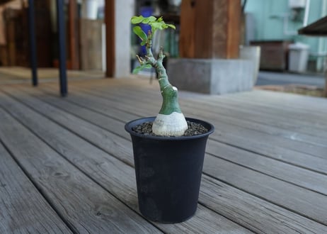 アデニア　グラウカ　Adenia glauca