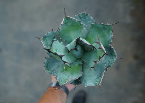 アガベ　チタノタ　 ブラックアンドブルー 　Agave titanota black and blue　No.1