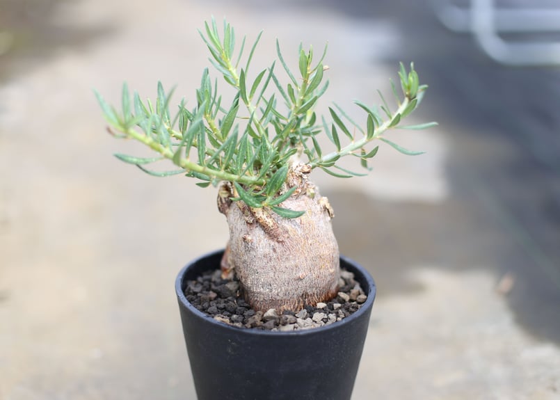 パキポディウム ビスピノーサム | mana's farm:塊根植物・アガベ