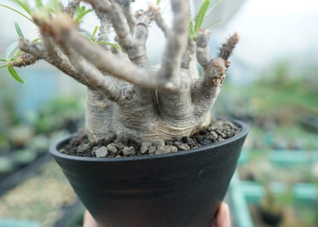 パキポディウム　グラキリス　 Pachypodium Gracilius　No.3