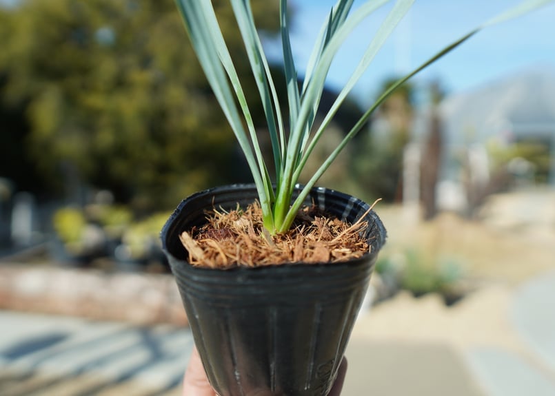 ユッカ ロストラータ No.1 | mana's farm:塊根植物・アガベ・ドライ