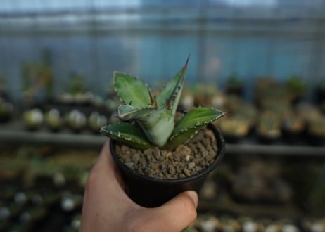 アガベ　チタノタ　Agave Titanota
