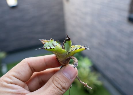 Agave B&B 特大 カキコ NO.1